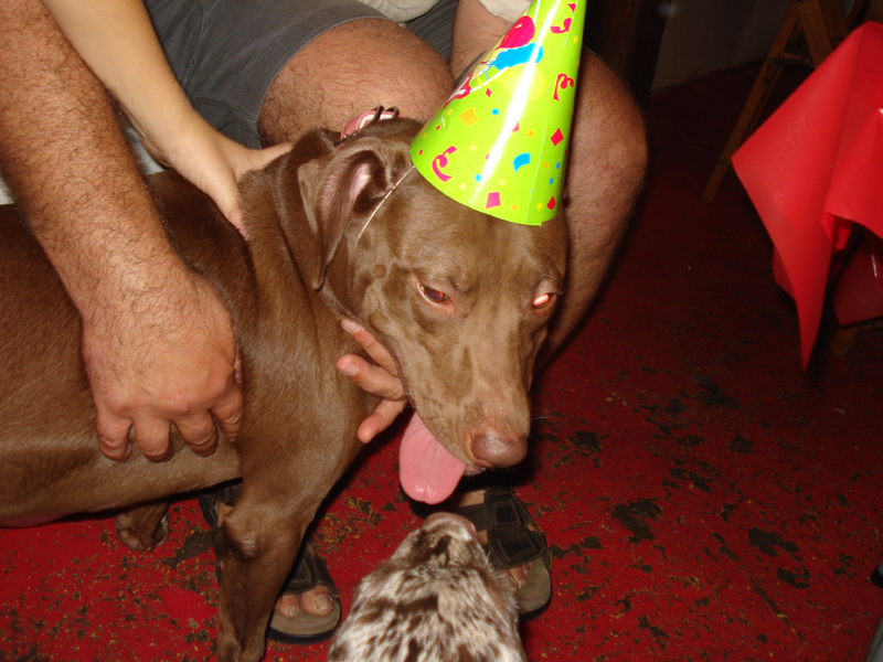 Brown dog with birthday hat