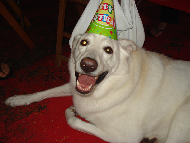 Happy white Lab dog with birthday hat
