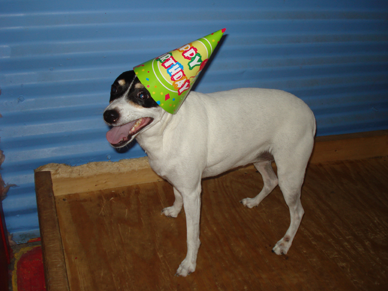 Jack Russell dog with birthday hat