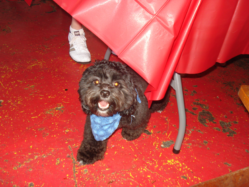 Small black dog with blue bandana Birthday Boy!