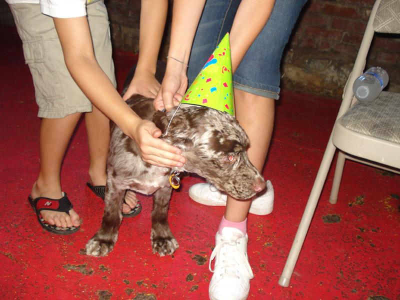 Spotted Spaniel dog with birthday hat